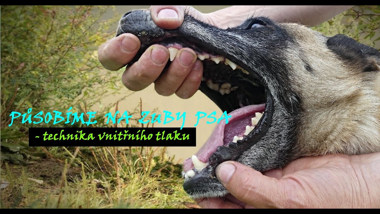 Působíme na zuby psa