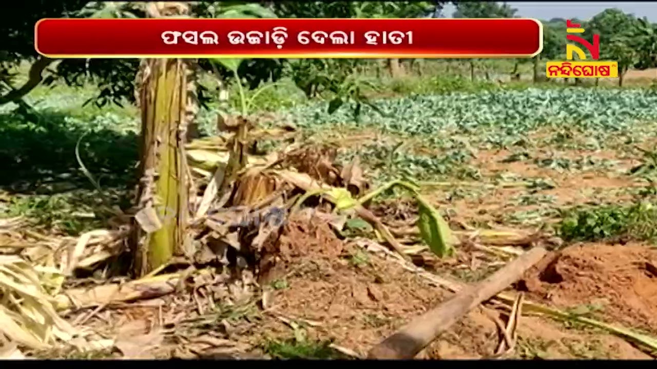 Elephant Damages Crop In Odisha's Deogarh District | Nandighosha TV