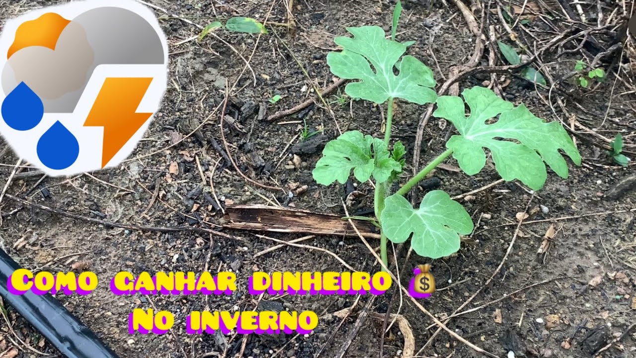 Por que você não consegue ganhar dinheiro com melancia(￼Como,quando￼ e qual a hora certa de adubar)