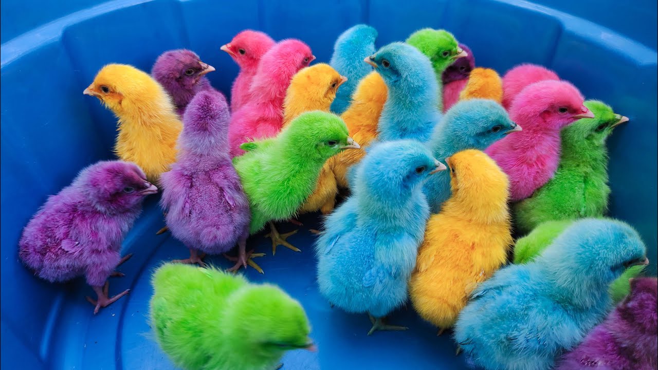Menangkap Ayam Lucu, Ayam Warna Warni, Ayam Rainbow, Buaya, Ikan Pari, Hiu, Ular, Ikan Salmon #212