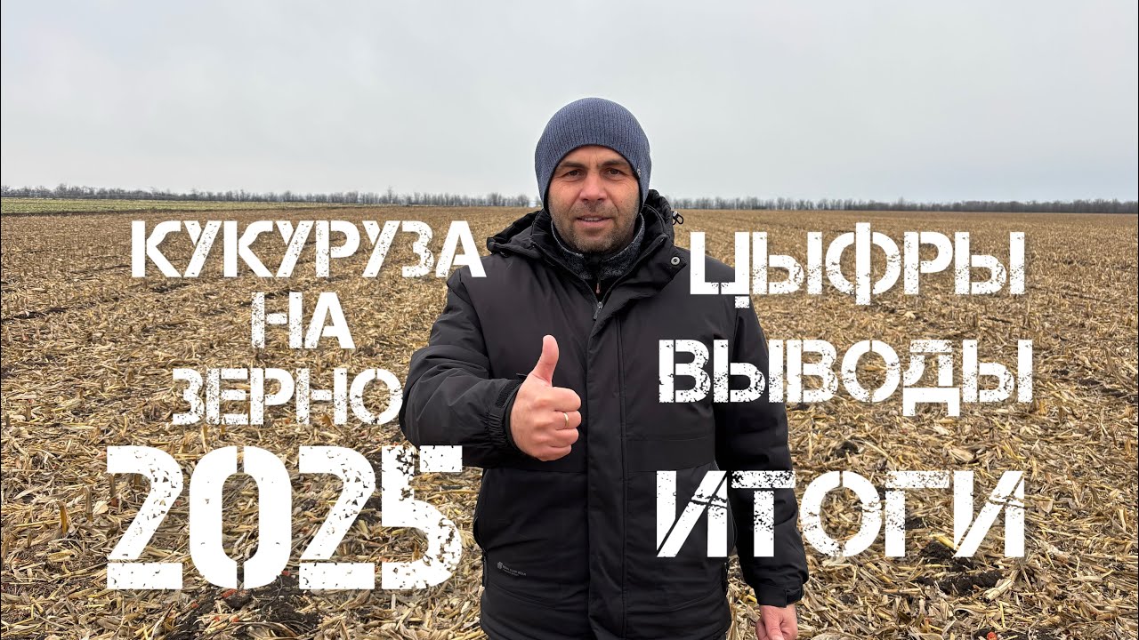 Кукуруза на зерно: итоги года 2025.