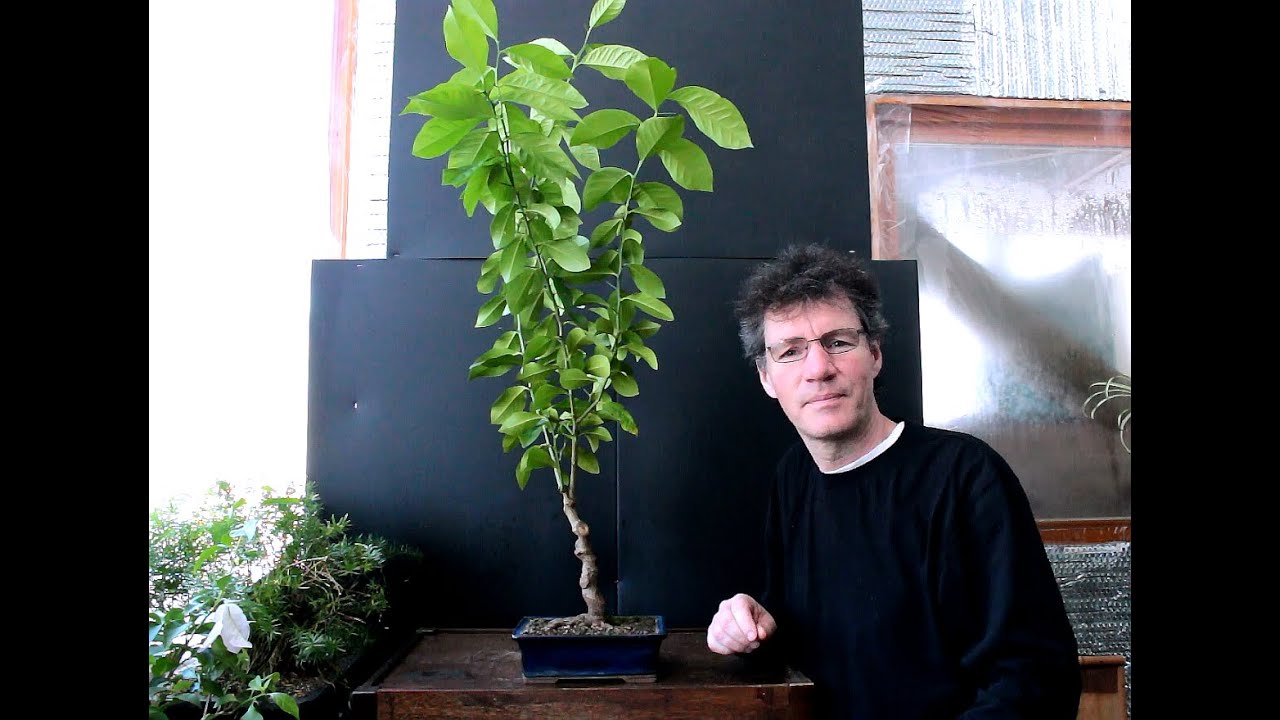 Lemon Tree Bonsai, April 2016