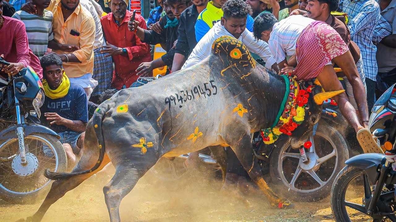 உலகபுகழ் பெற்ற சிவகங்கை சீமை கண்டுபட்டி மஞ்சுவிரட்டு 