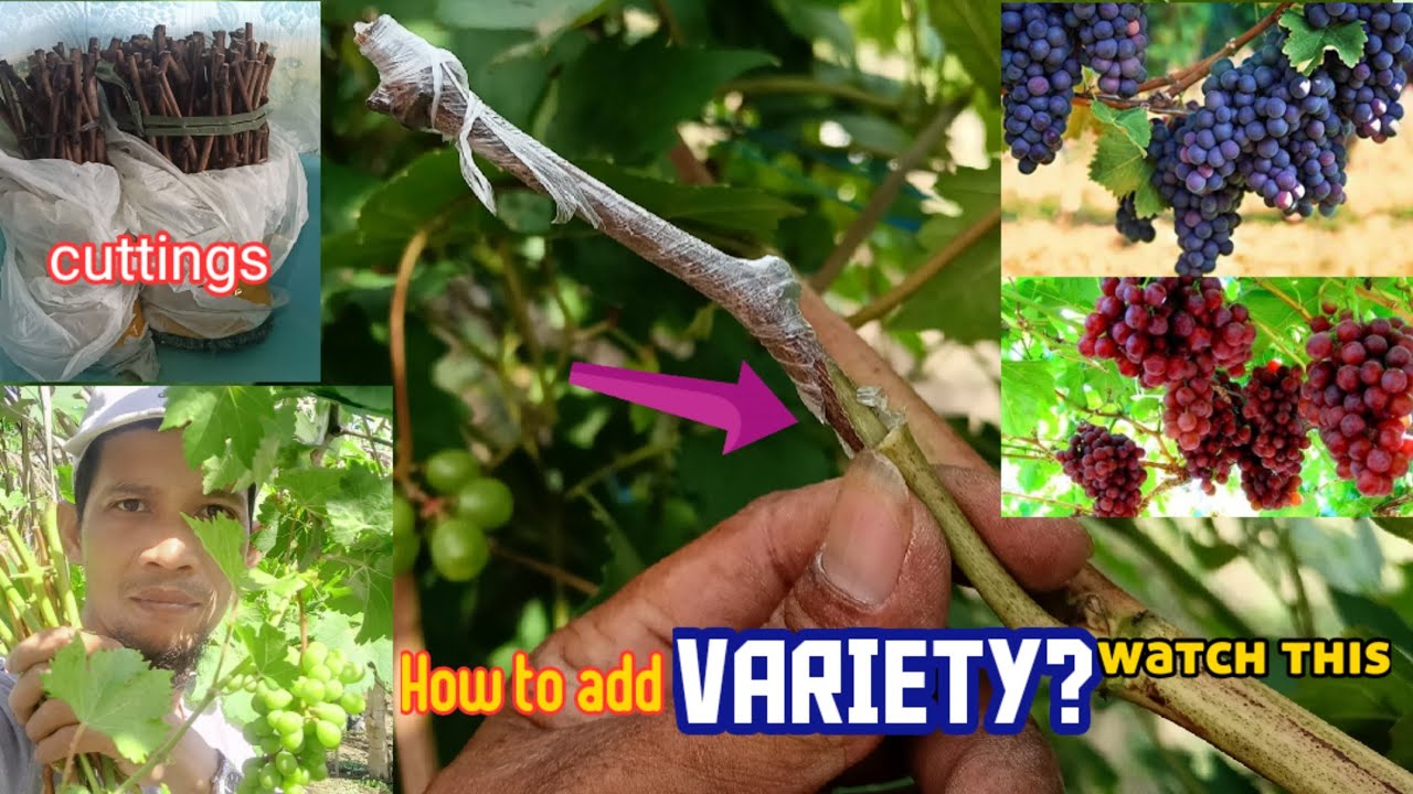 HOW TO CHANGE OR ADDITIONAL VARIETY ON YOUR PLANTED GRAPES? CARDINAL & BLACK RIBIER/ CUTTINGS &GRAFT