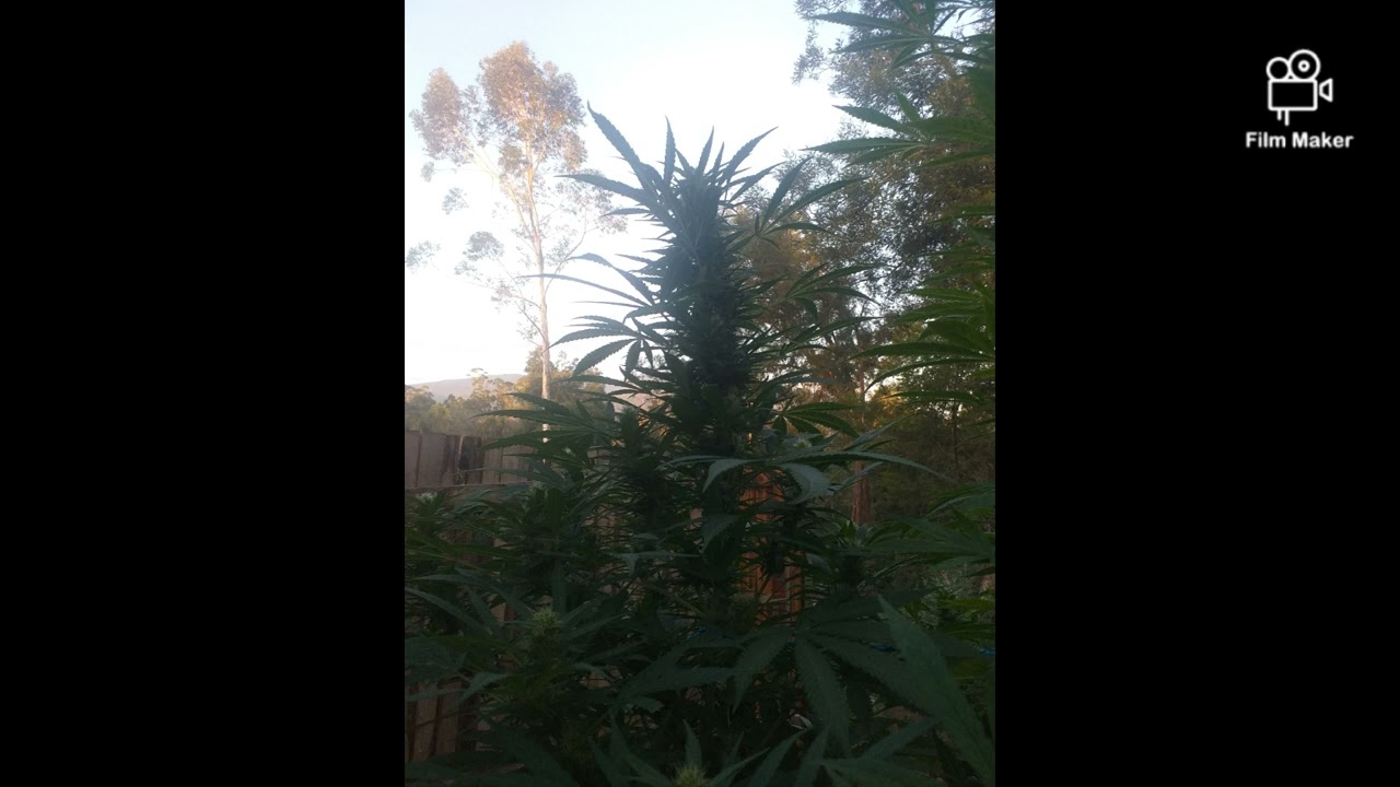Growing cannabis South Africa