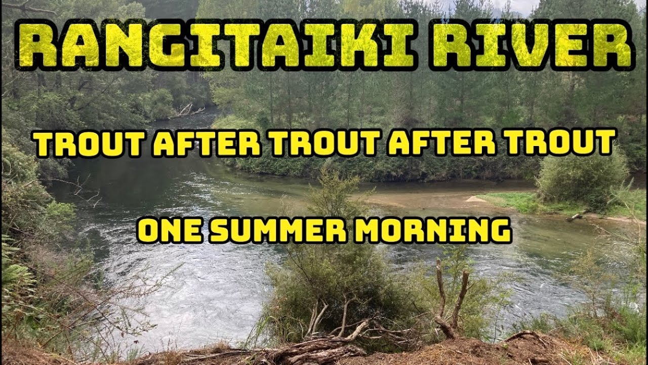 Trout after trout early one summer morning in New Zealand