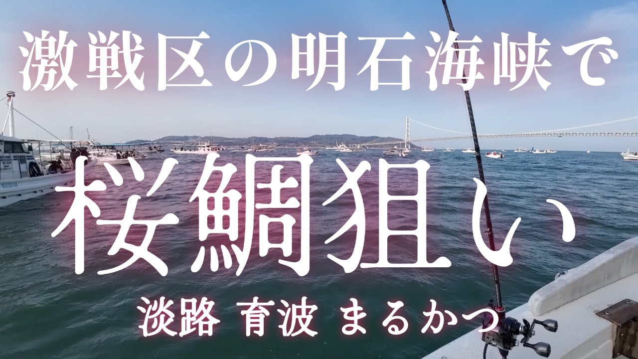 【鯛サビキ 釣り】もう明石海峡でタイのノッコミが始まっていると思い桜鯛狙いに行ってきました！ 2025/4/5 淡路 育波漁港 - まるかつ