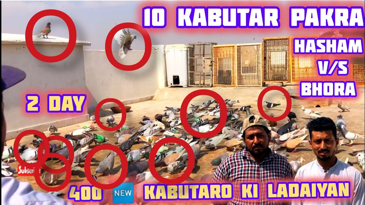 10 kabutar pakra | Hasham V/S Bhora | 400 🆕 kabutaro ki Ladaiyan | 2  Day | Gola kabutaro k ladaiyan