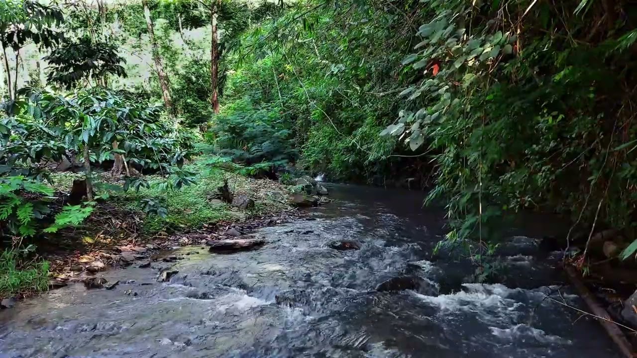 Calming Jungle Stream Sounds for Meditation and Stress Relief