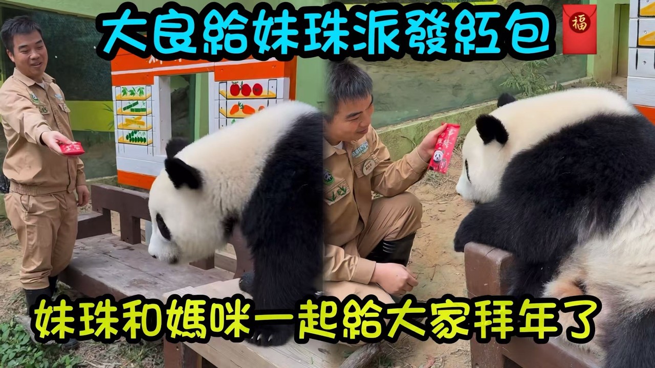2月17日 大年初一，大良外公給妹珠派紅包喇🧧，妹珠和媽媽一齊在小賣部前玩#panda #cutepanda  #熊貓妹珠