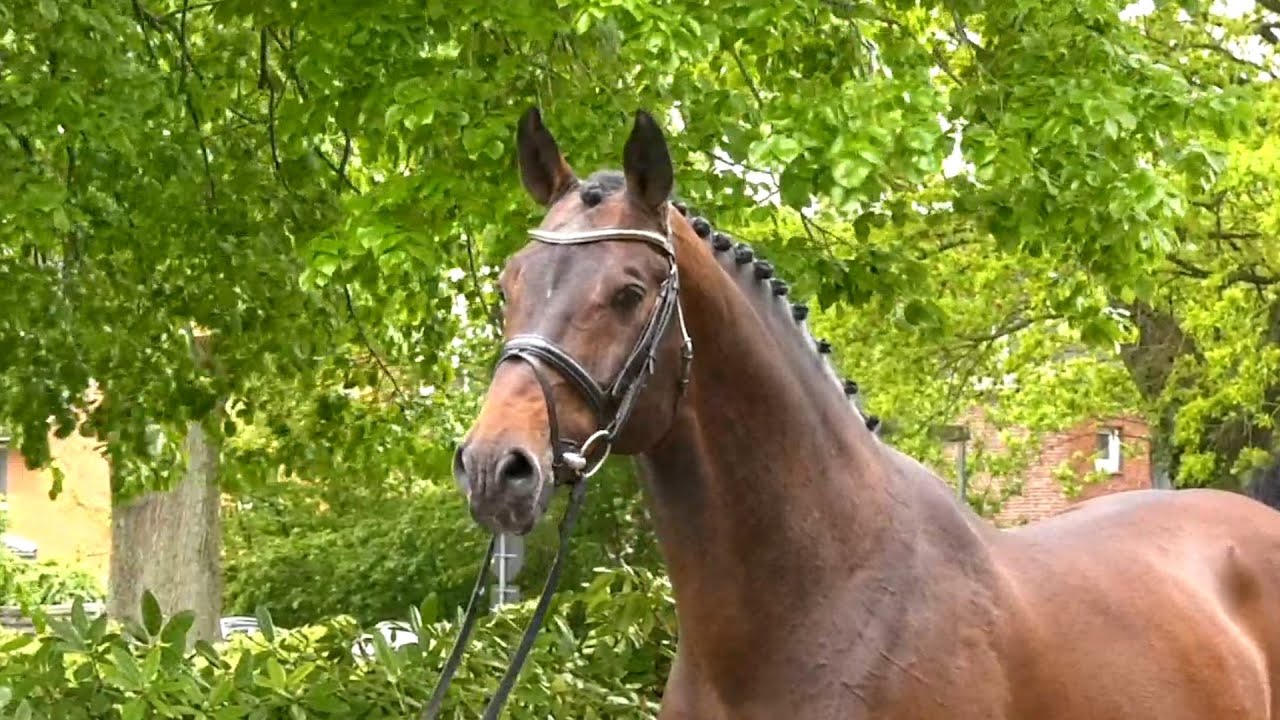 Hengstportrait | Crunch v. Clarimo-Canturo