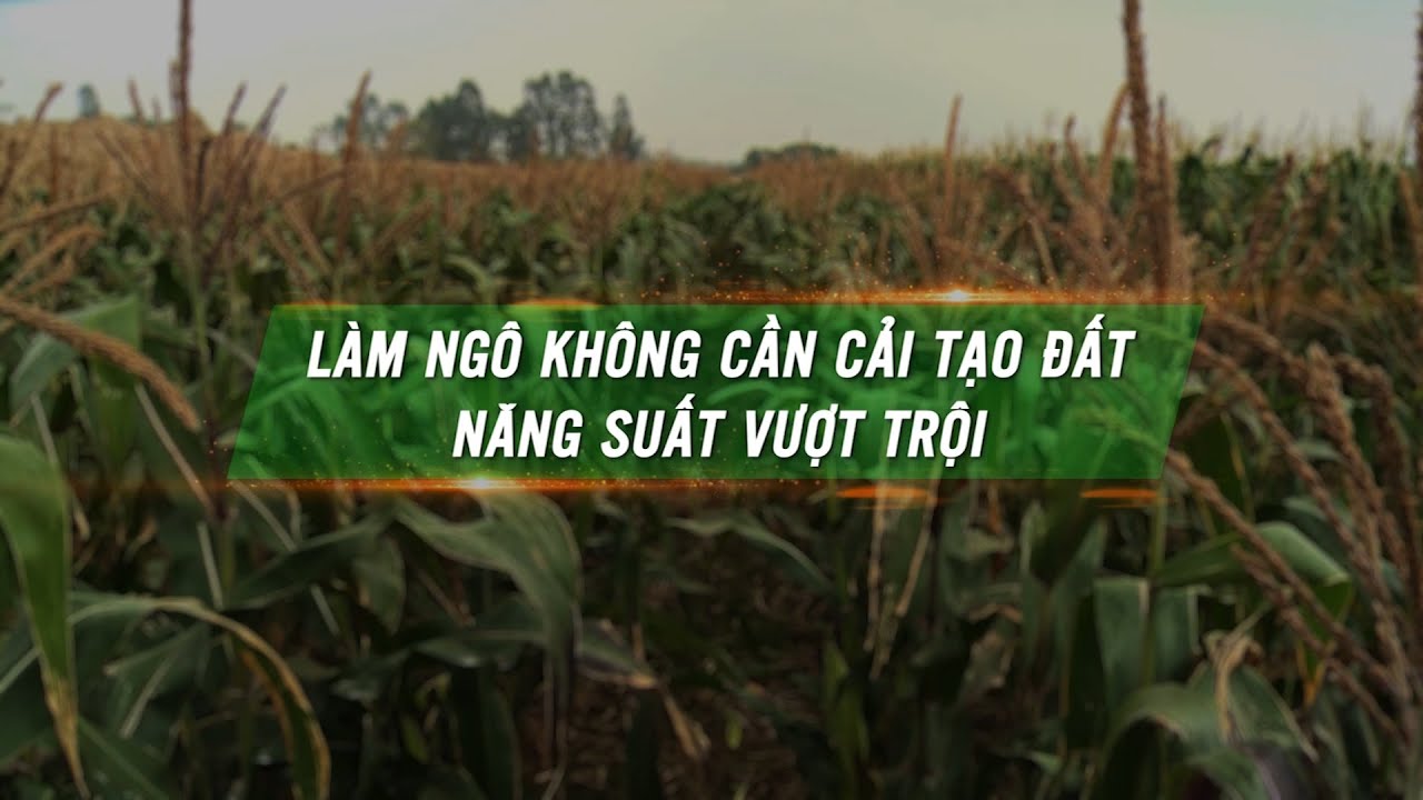 Độc đáo cách trồng ngô không cần cải tạo đất, cho năng suất vượt trội | VTC16