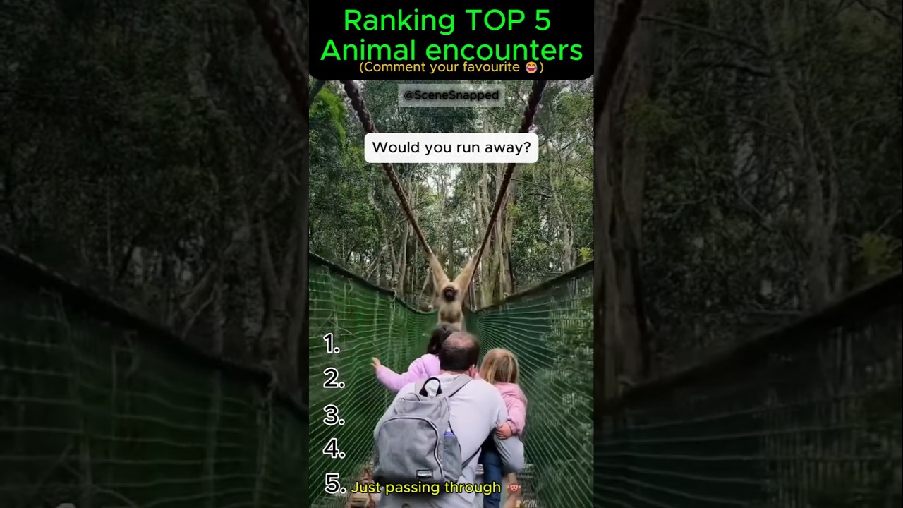 Ranking most iconic animal encounters...