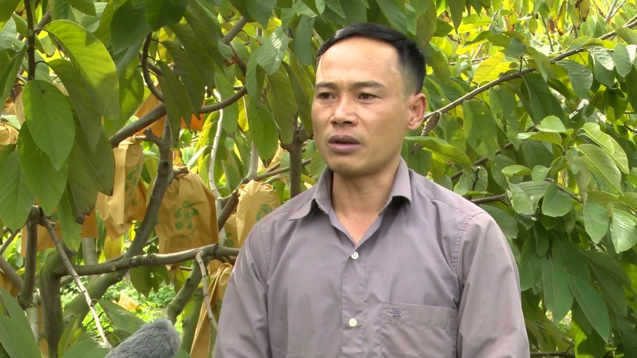 VỊ NGỌT “NA SẦU” TRÊN ĐẤT MAI SƠN