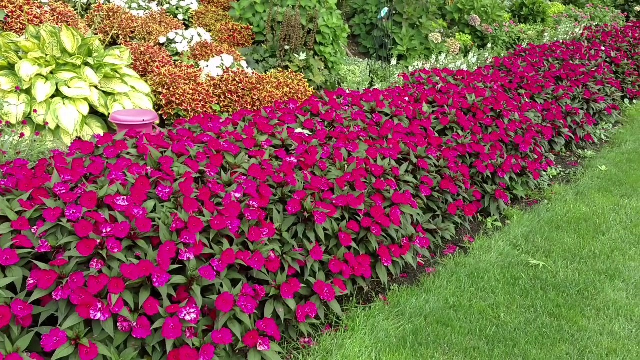 SUNPATIENS&reg; MAGENTA