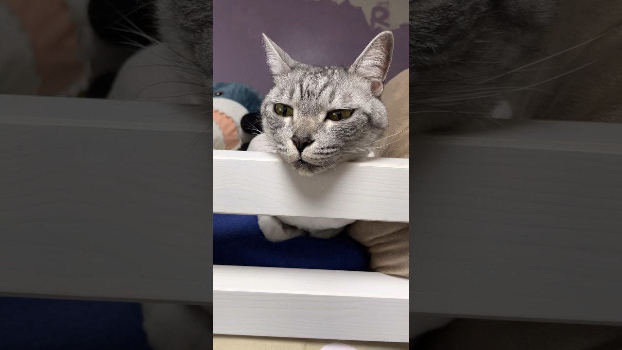 ベッドの柵にあごのせしてる猫がコチラ