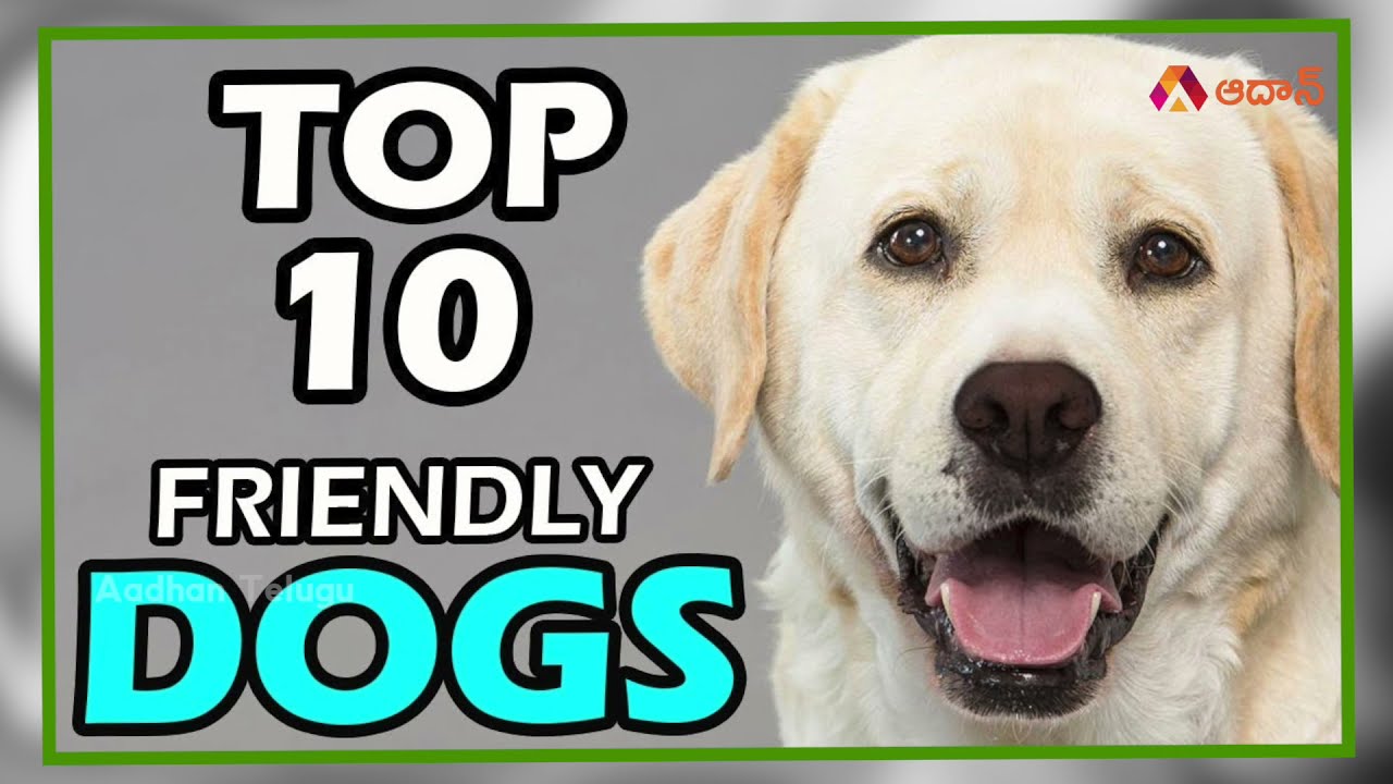 ఈజీగా మెయింటైన్ చేయ&zwnj;గ&zwnj;ల్గిన 10 పెట్ డాగ్స్ | Top 10 Family Friendly Dogs in India