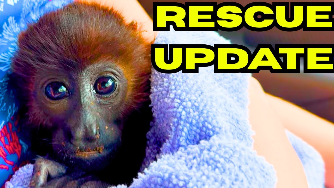 Baby Howler Monkey Rescue Update! 🐒 | Visiting Costa Rica’s Animal Sanctuary