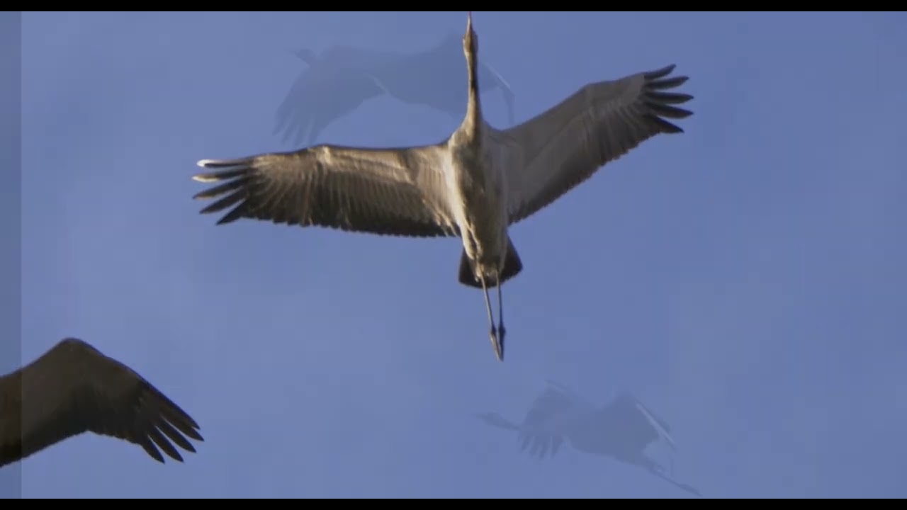 Tarde de Grullas 11/11/2025 😍😍  //  Afternoon of Cranes 11/11/2025 😍😍