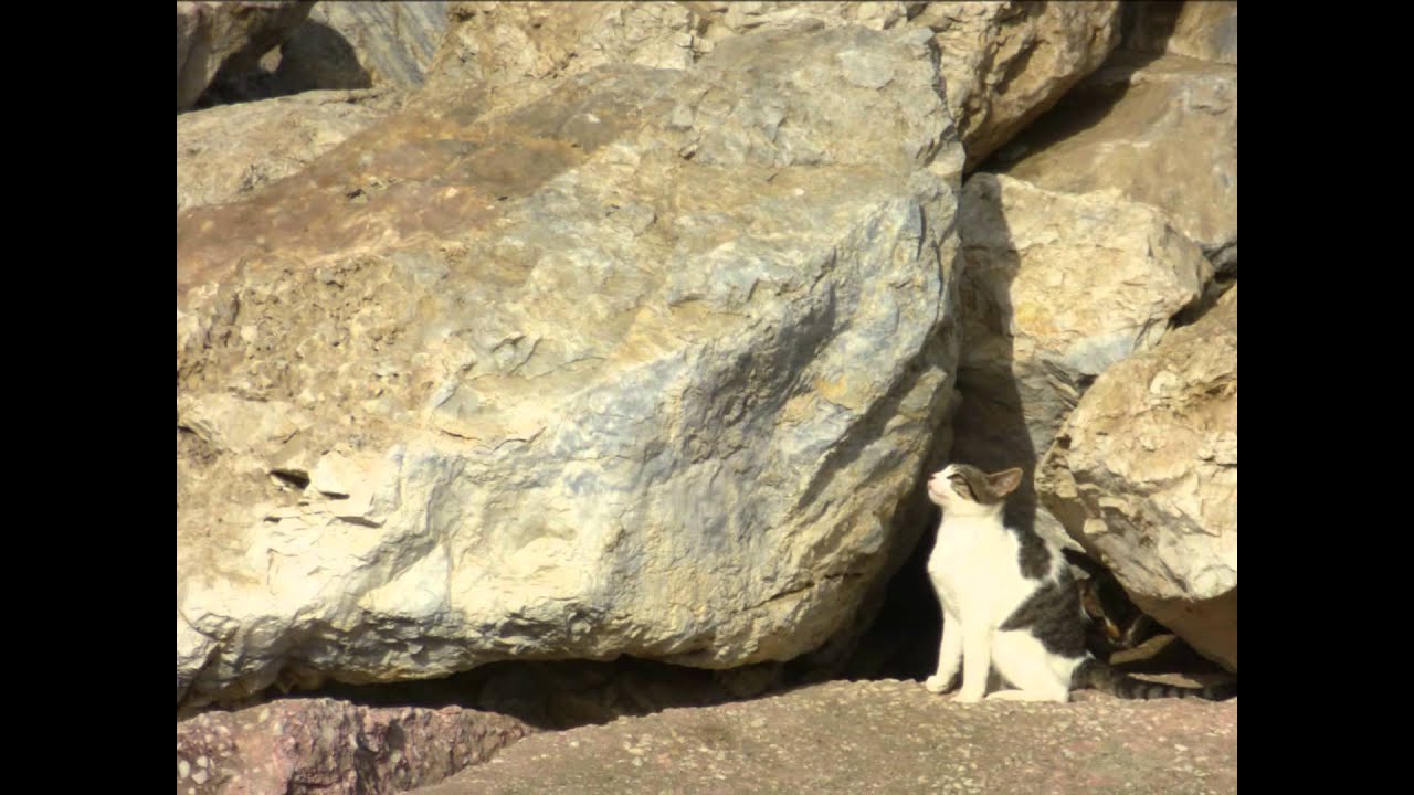Cat shorts (2): Beach Twins