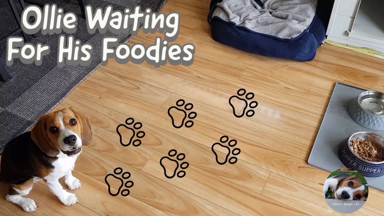 Beagle Waiting Patiently For Food