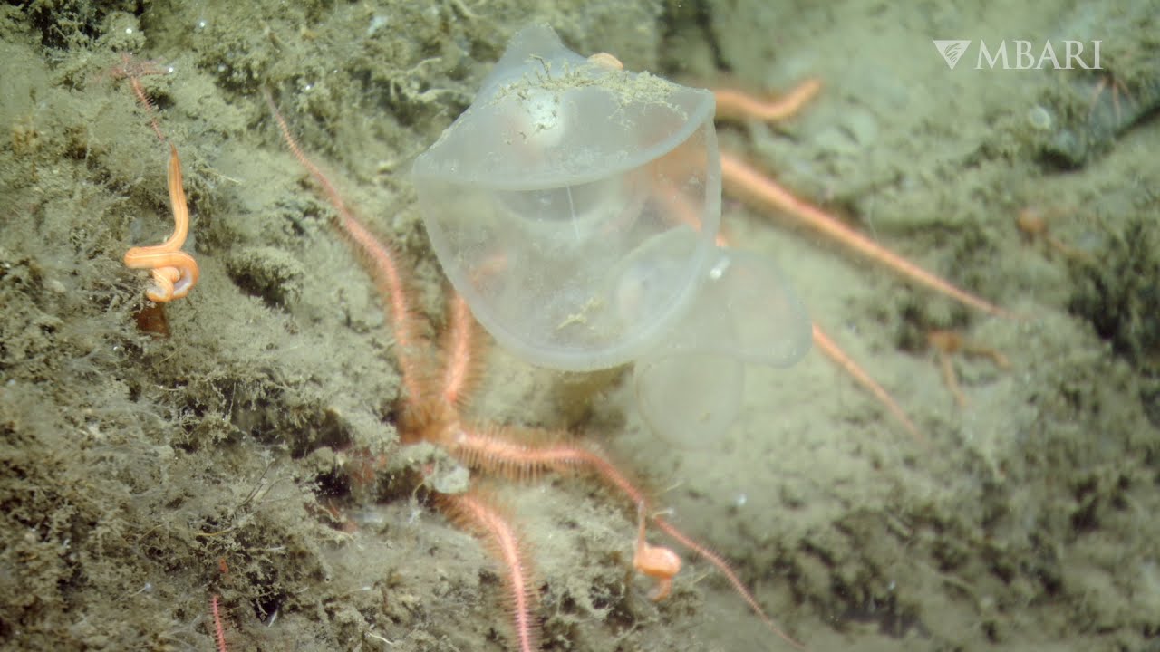 The predatory tunicate snaps up tasty morsels in the deep sea