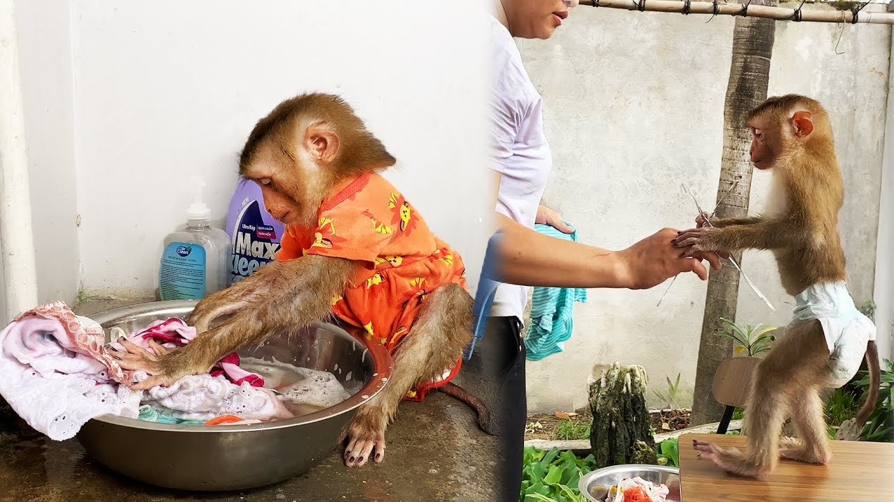Monkey Lyly secretly helps her mother do the laundry