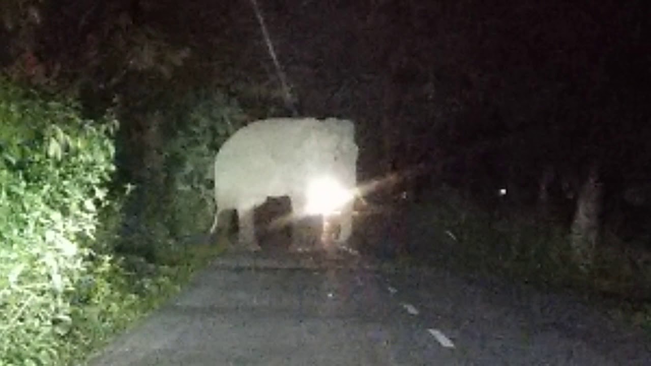 Elephant crossing road at kalchini road. Real video