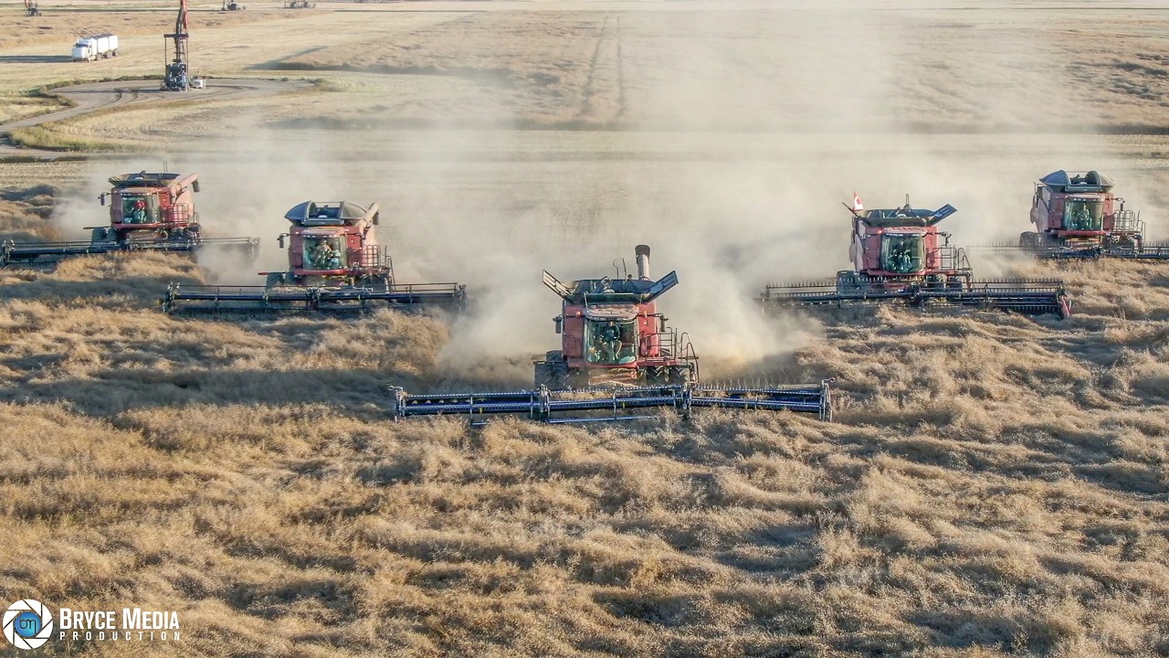 Rote Giganten! 5 Case IH Mähdrescher im Raps. Das schwarze Gold zwischen den Ölpumpen. Ernte 2024