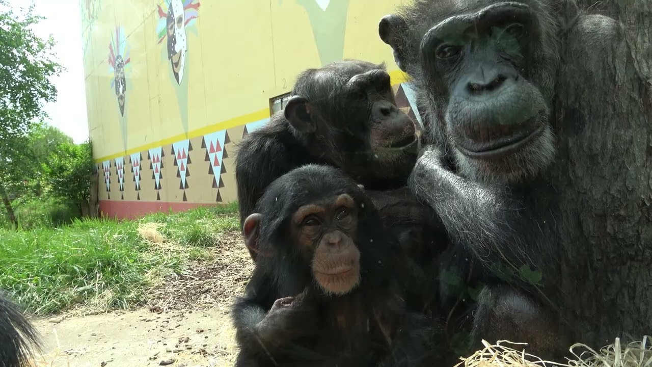 The life of the  little chimpanzee Kymani at Eindoven Zoo.