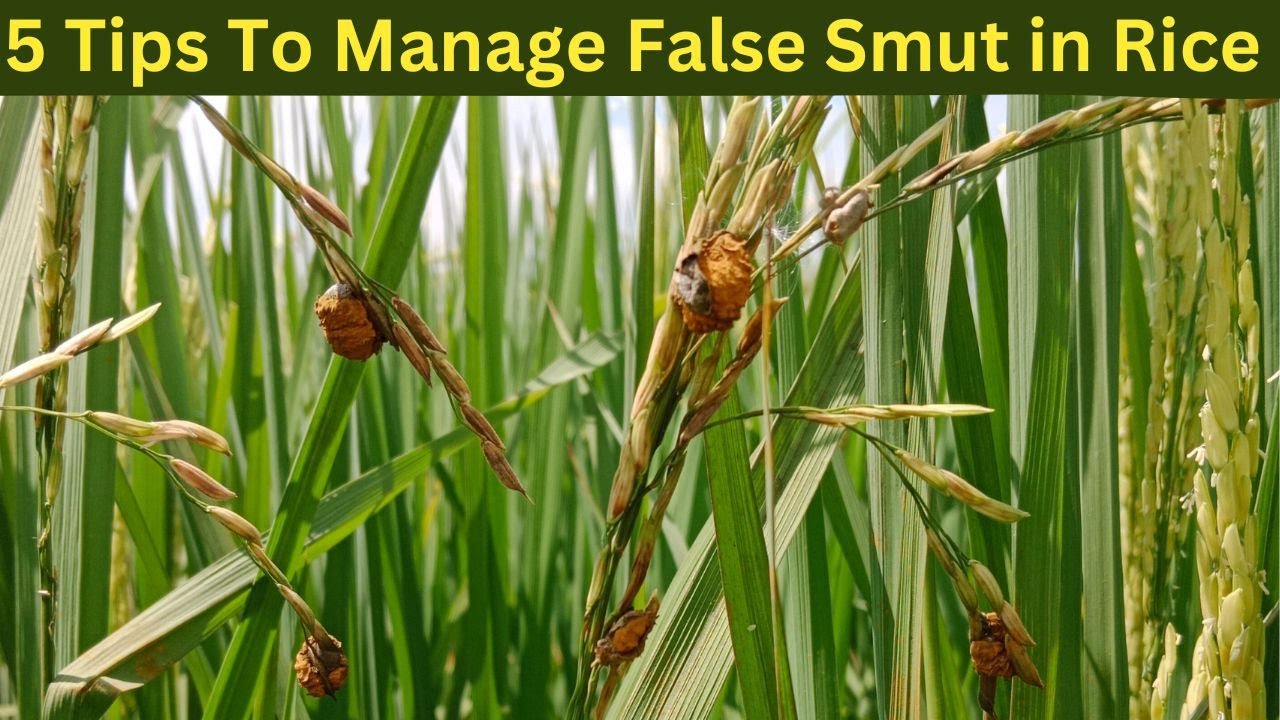 Top 5 Tips to Manage False Smut in Your Rice Field.
