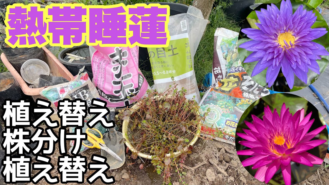 2024年最新！簡単！熱帯睡蓮植え替え、株分け、植え付け方法！メダカ睡蓮ビオトープ