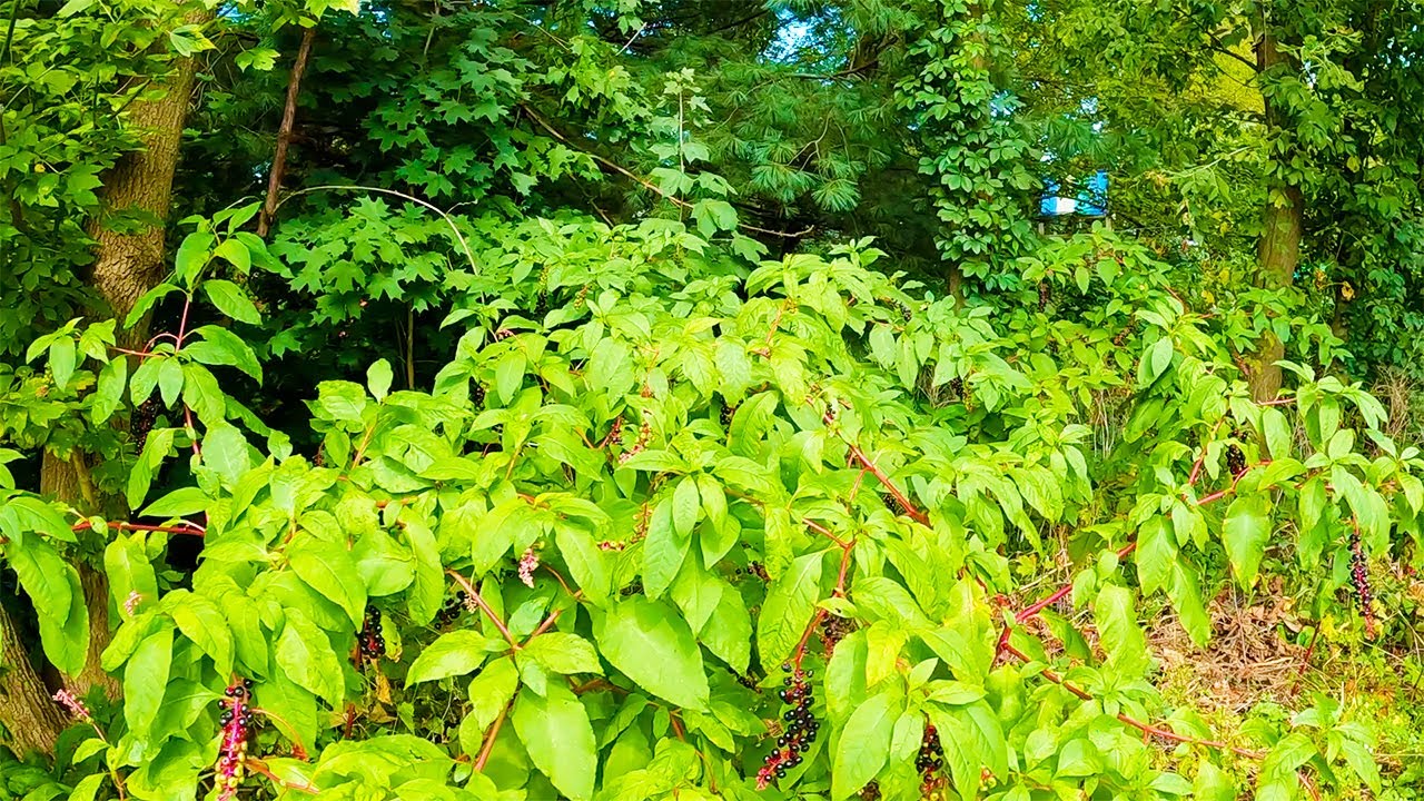 Grandparents STUNNED, they didn’t realize yard was so OVERGROWN.