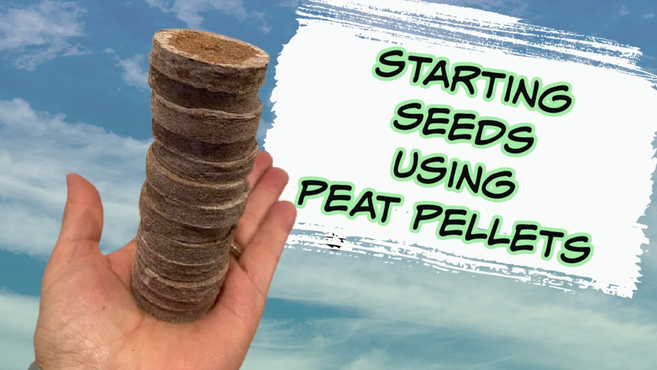 How to Garden in Cold Climates - Using Peat Pellets to Start Impatiens, Strawberries & Eucalyptus