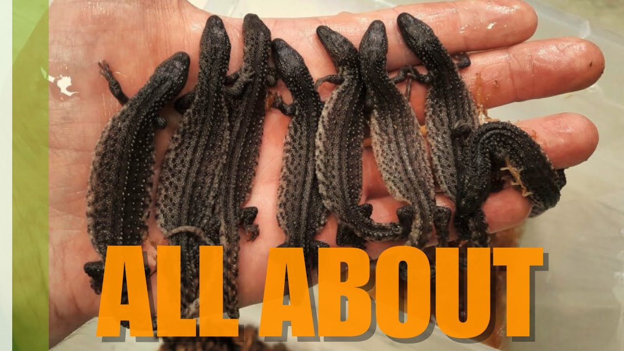 Borneo earless monitor care info