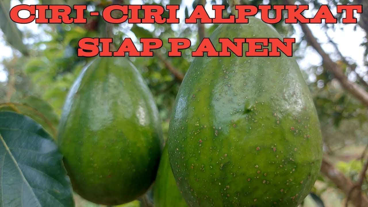 Ciri-Ciri Buah Alpukat Siap Panen