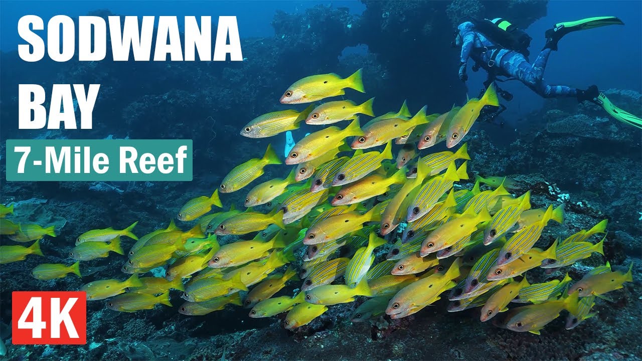 7-Mile Reef - Sodwana Bay Scuba Diving 4K