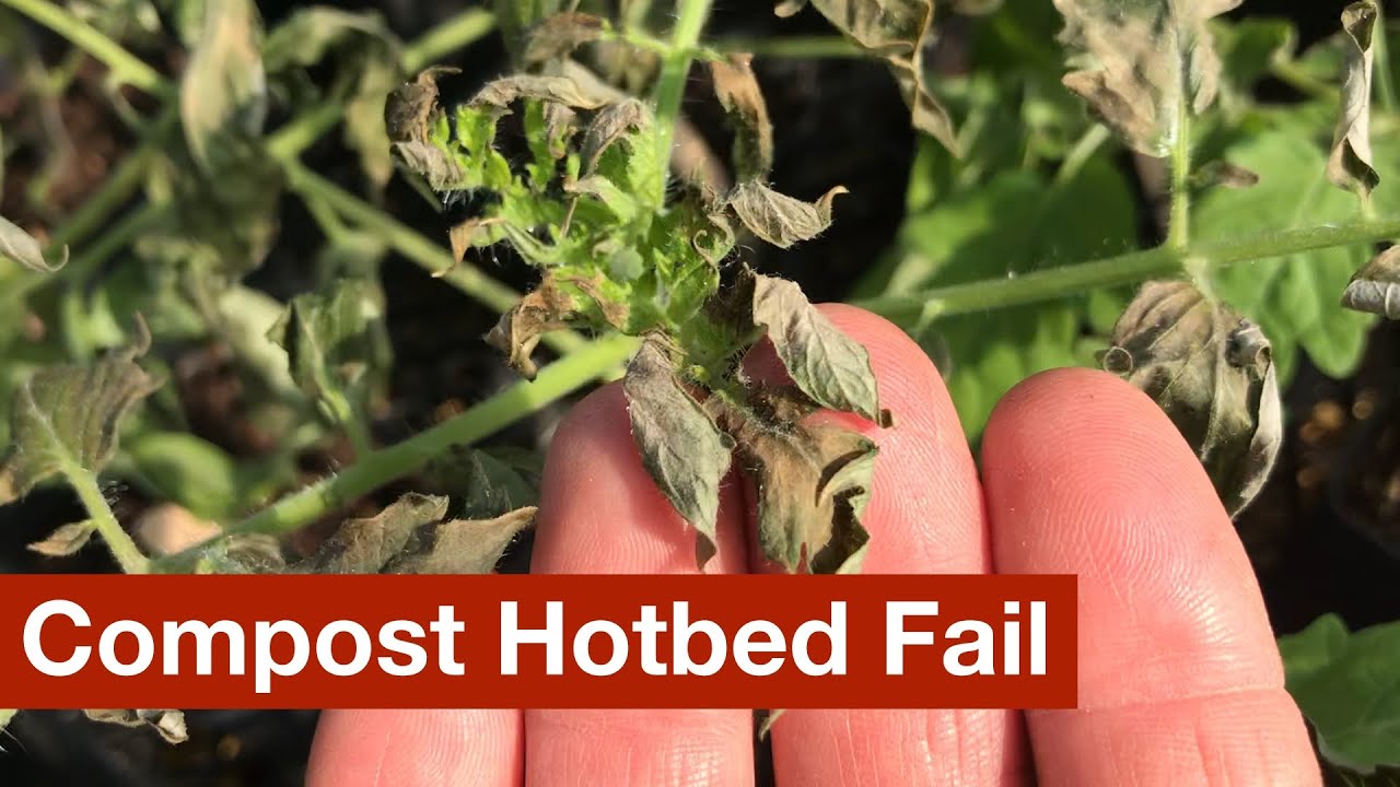 Compost Hotbed Fail