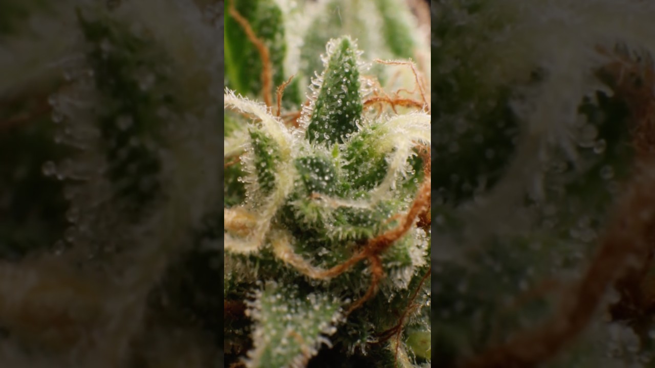Trichomes close up by Royal Queen Seeds 🌱