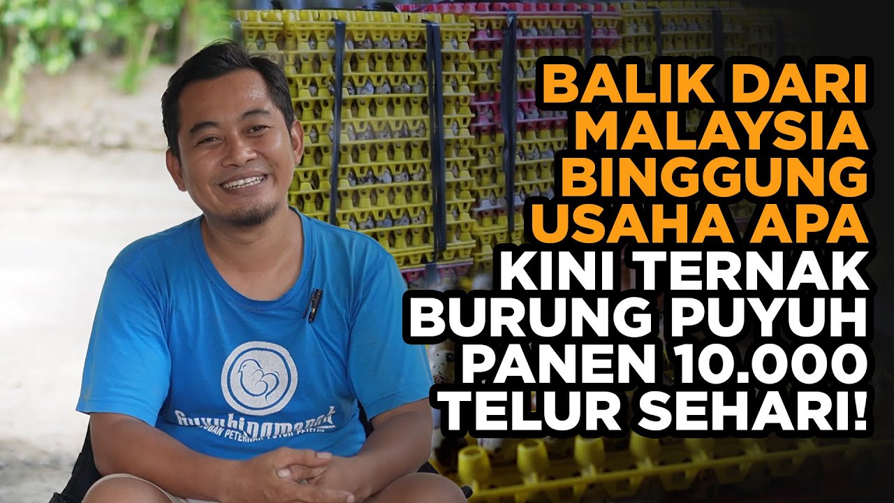 Dulu Diremehkan Saat Pulang dari Malaysia, Kini Panen 10 000 Telur Puyuh Setiap Hari!