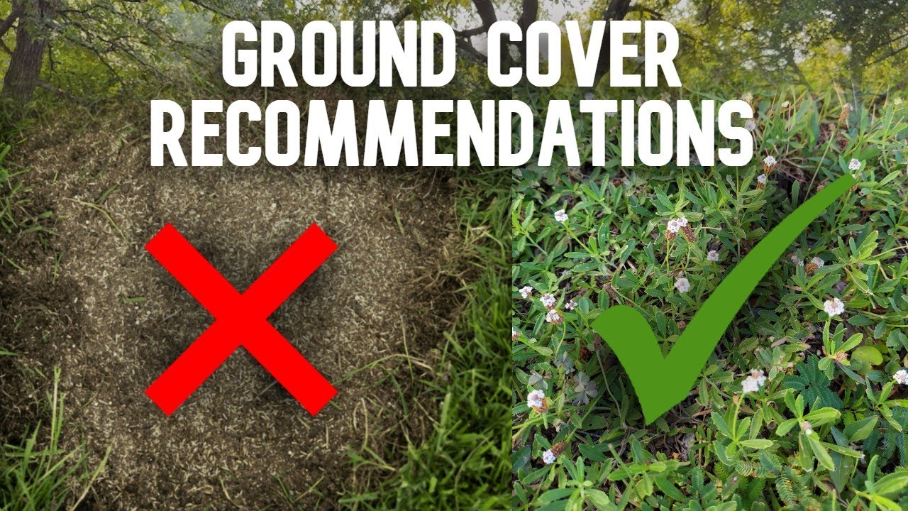 Valley Ranch | Ground Cover Recommendations