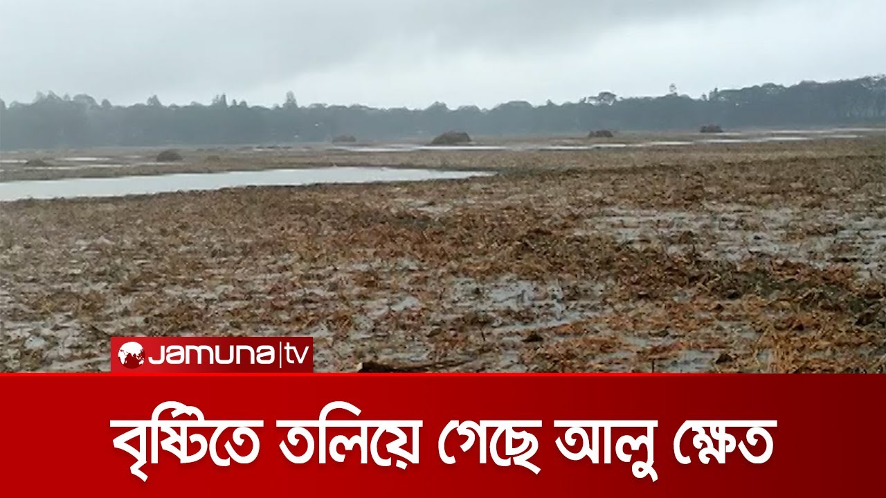 বৃষ্টিতে তলিয়ে গেল আলু চাষীদের স্বপ্ন | Munshiganj