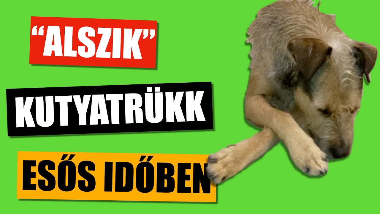 Kutya tan&iacute;t&aacute;s: ALSZIK kutyatr&uuml;kk