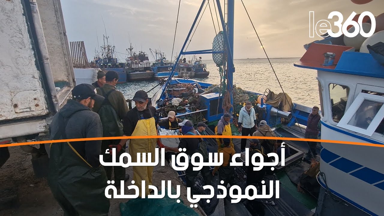 هكذا يتم عرض وتثمين الأسماك فجرا بميناء الداخلة