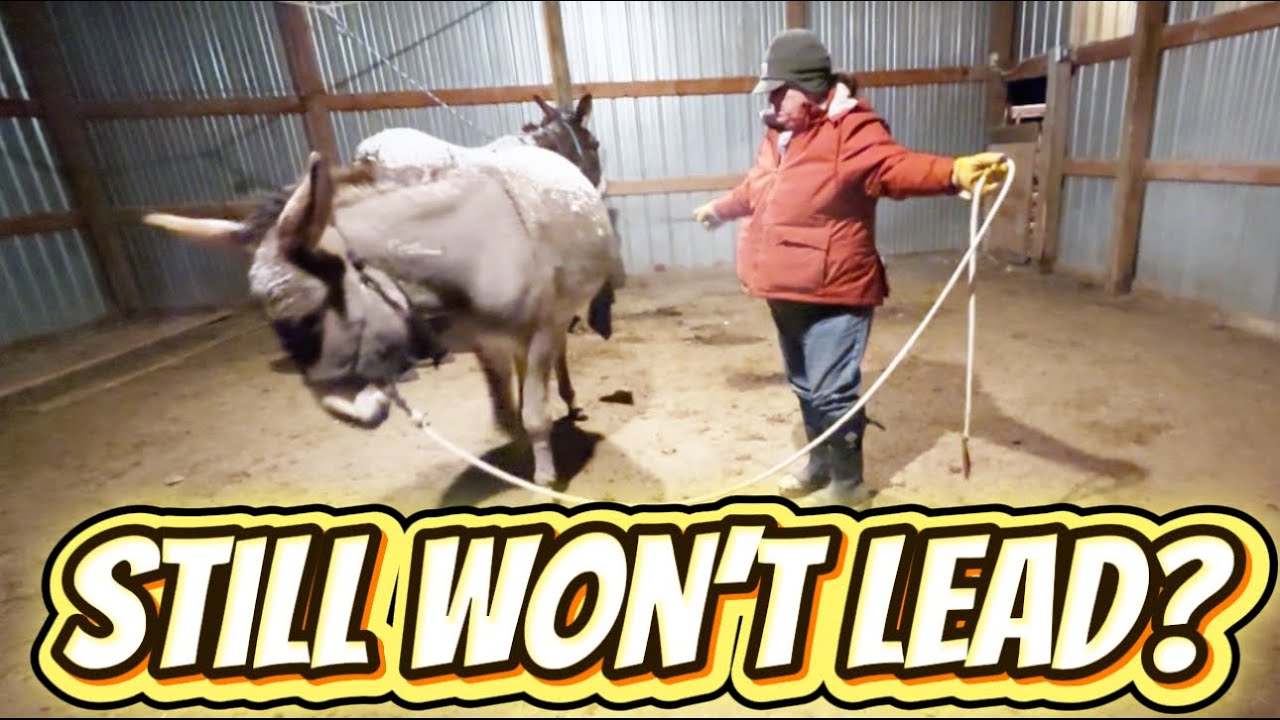 Why Your Donkey Still Won’t Lead — Even After Training (Step 4)