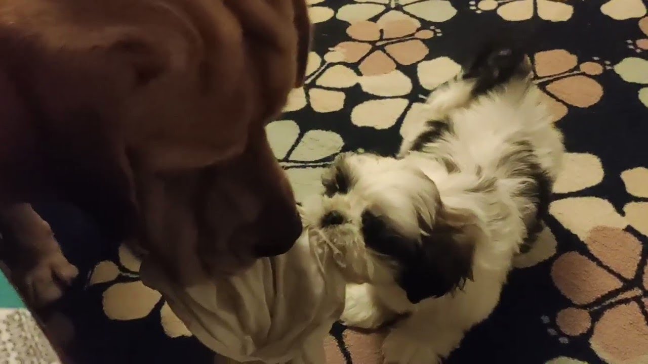 Labrador MILO & Shiro Playing together.. Cute Bonding😍❤🥰
