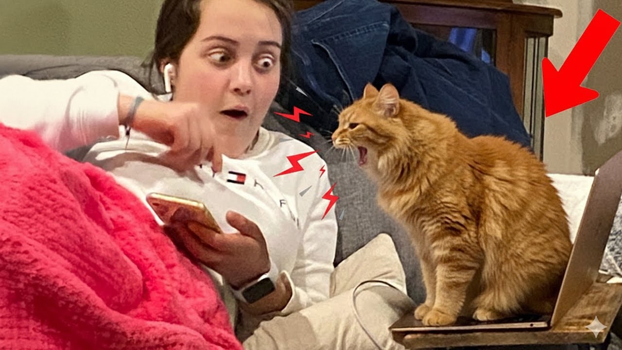 When Cats Start Complaining To Their Owner   Cat and Human