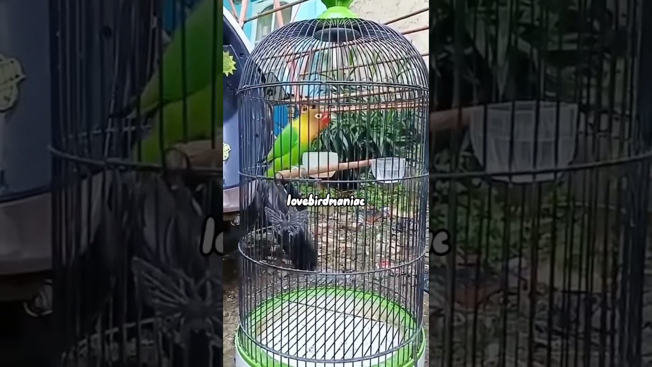 durasi suara lovebird trah konslet 2025