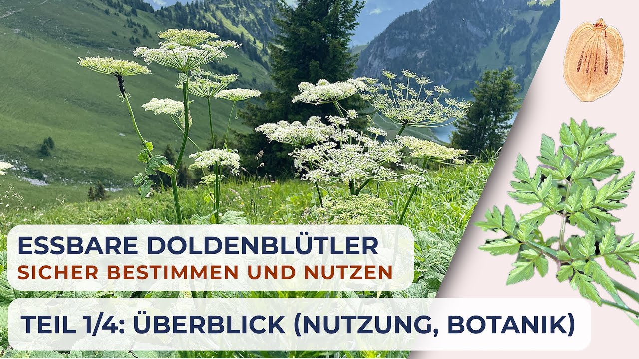 ESSBARE DOLDENBLÜTLER 🌿 – Teil 1/4: Überblick über die Pflanzenfamilie (Kulinarik, Botanik, etc.)