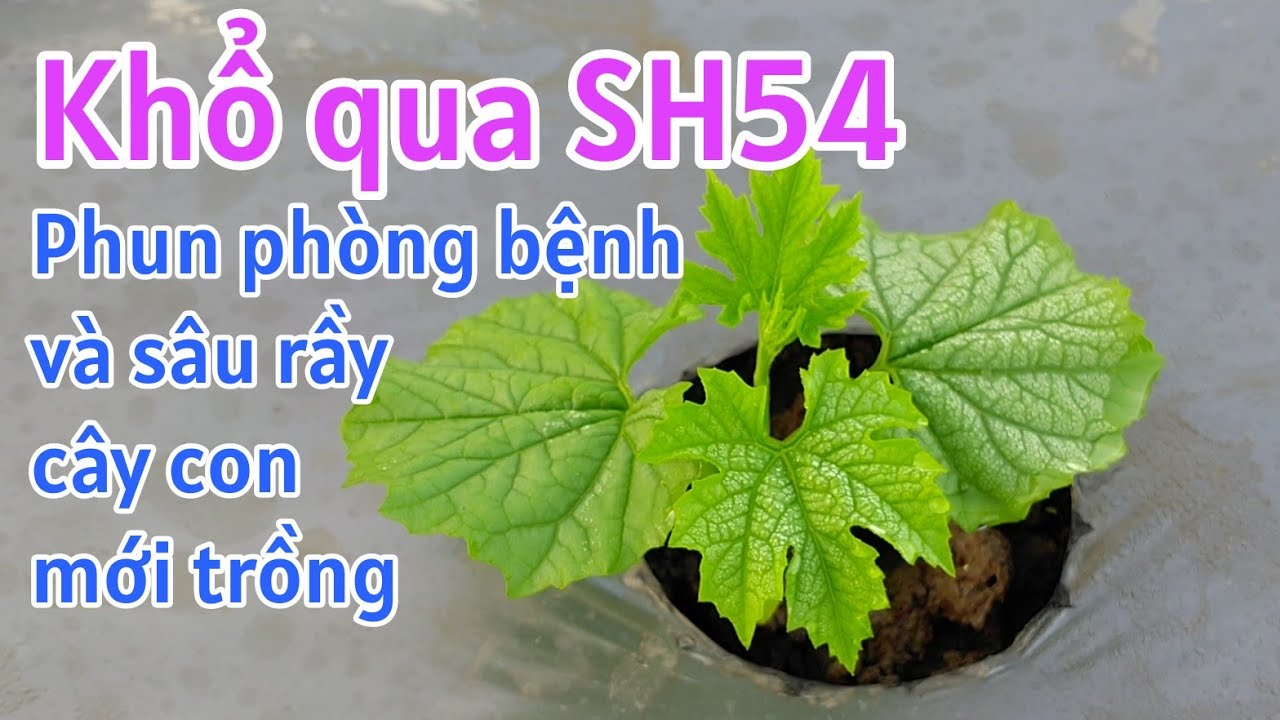Kỹ thuật trồng khổ qua SH54: P7-Phun phòng bệnh và sâu rầy giai đoạn cây con mới trồng